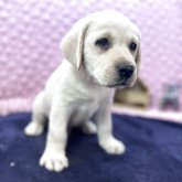 ラブラドールレトリバー