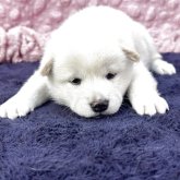 柴犬(標準サイズ)