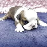 ブルドッグ