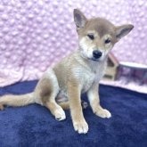 柴犬(標準サイズ)