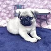 パグ