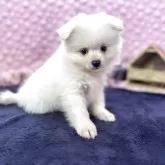 ポメラニアン