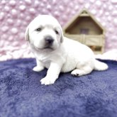 ラブラドールレトリバー