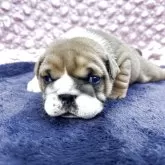 ブルドッグ