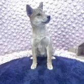 柴犬(標準サイズ)