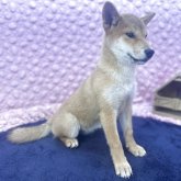 柴犬(標準サイズ)