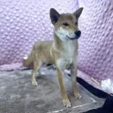 柴犬(標準サイズ)