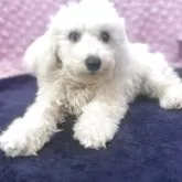 ビションフリーゼ