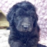 ゴールデンドゥードル(プードル×ゴールデンレトリバー)