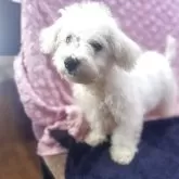 ビションフリーゼ