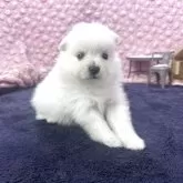 ポメラニアン