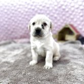 ラブラドールレトリバー