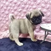 パグ