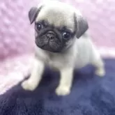 パグ
