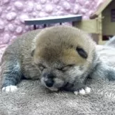 柴犬(標準サイズ)