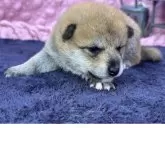 柴犬(標準サイズ)