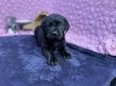 ラブラドールレトリバー【茨城県・男の子・2024年12月12日・ブラック】の写真3