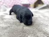 ラブラドールレトリバー【茨城県・女の子・2025年11月2日・ブラック】の写真4