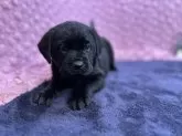 ラブラドールレトリバー【茨城県・男の子・2024年12月12日・ブラック】の写真5