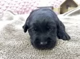 ラブラドールレトリバー【茨城県・女の子・2025年11月2日・ブラック】の写真6
