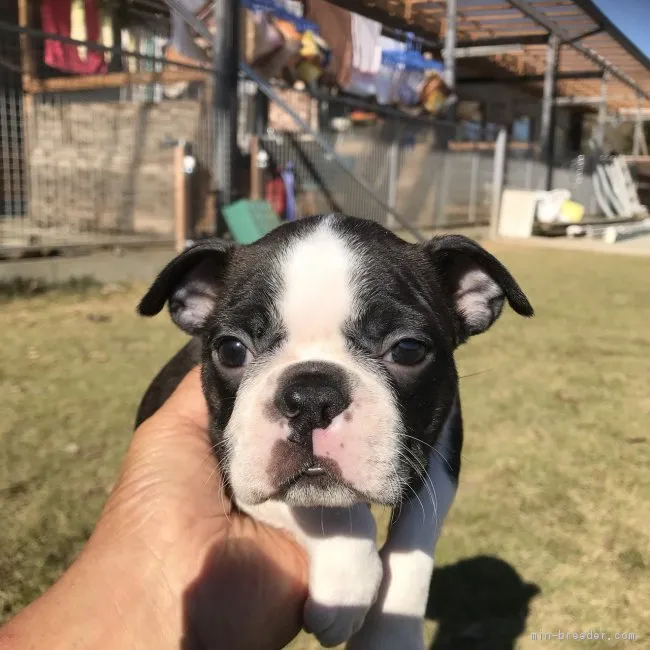 ID:1711-01945の子犬