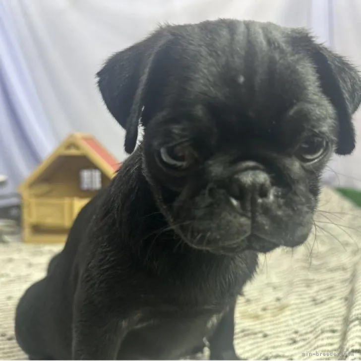 T.Ｉ 様のお迎えした子犬