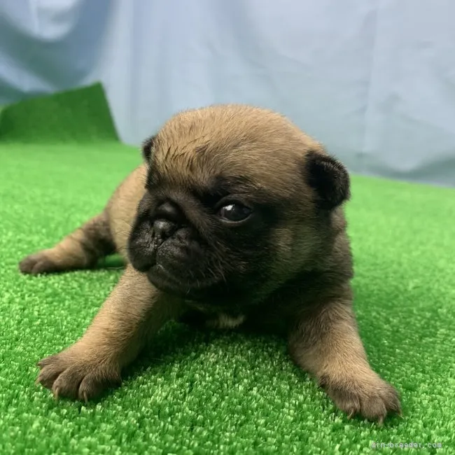 ID:1912-02827の子犬