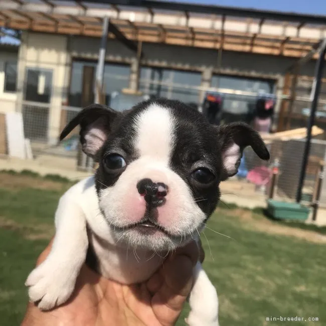 ID：1804-02326の子犬