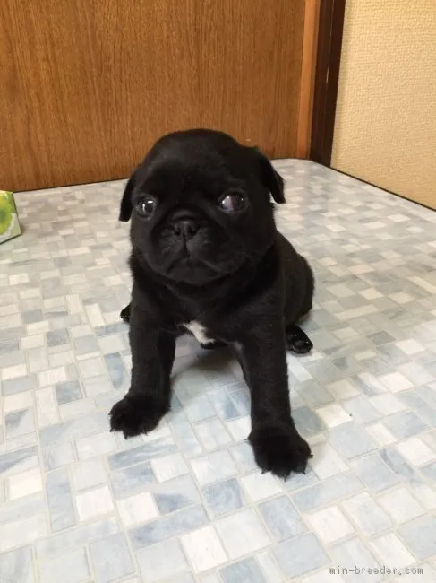 ID:1706-01438の子犬