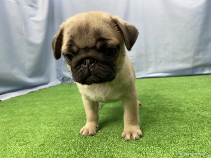 ID：2102-00994の子犬