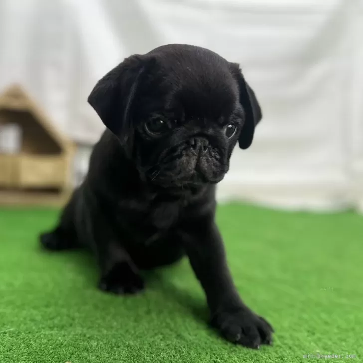 ID：2405-04070の子犬