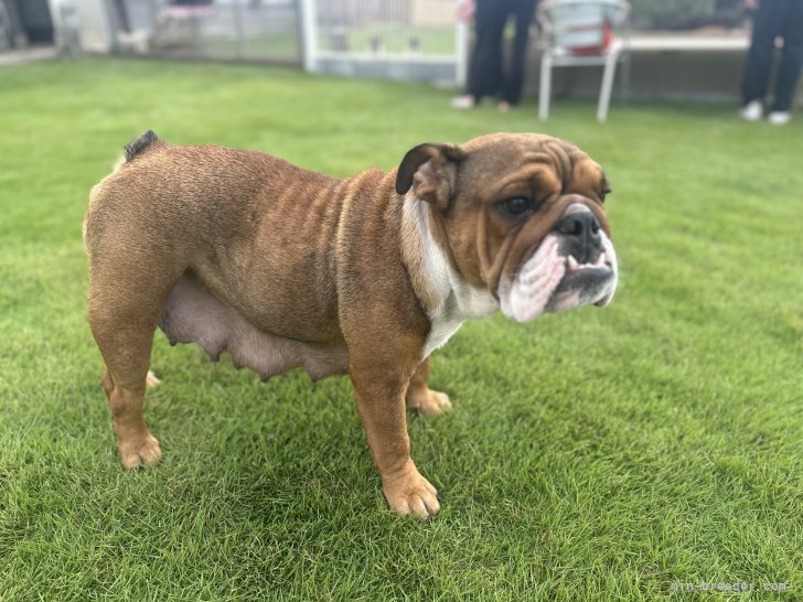 ブルドッグ【・女の子・2024年3月16日・レッドアンドホワイト】