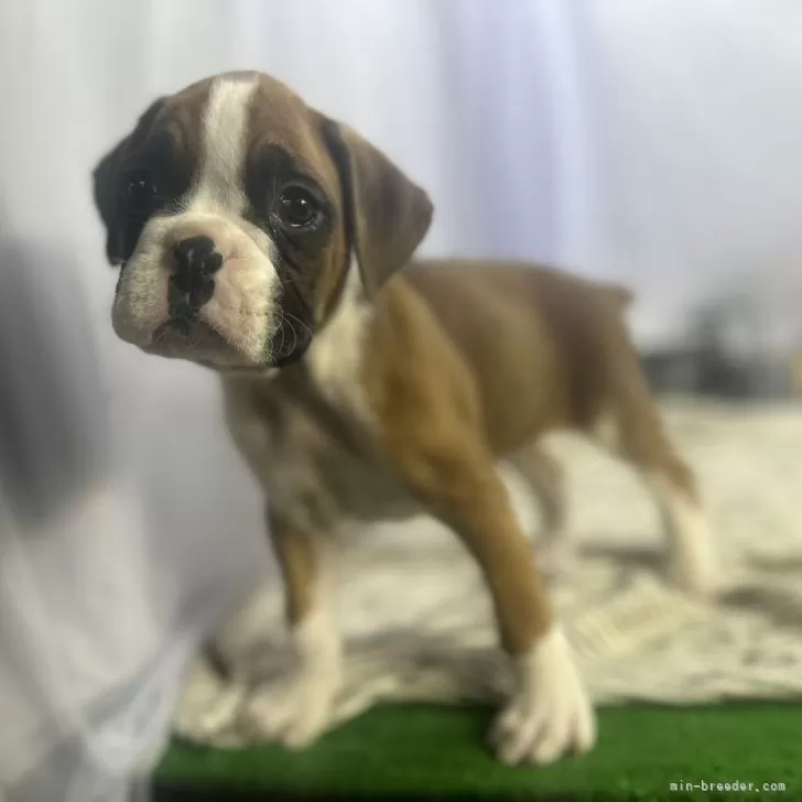 ID：2403-00116の子犬