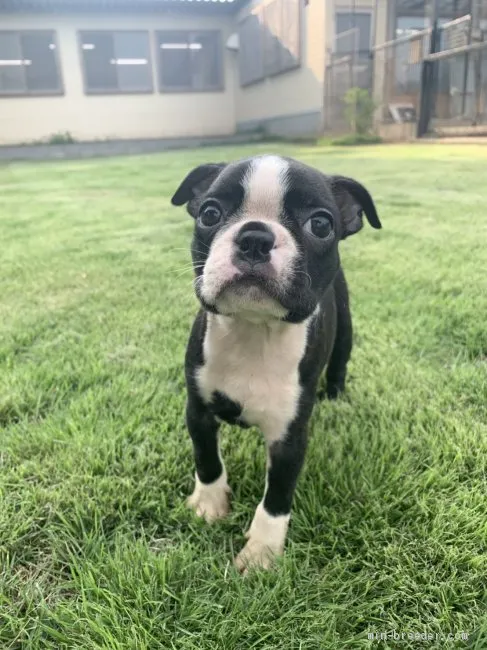 ID：1907-01342の子犬