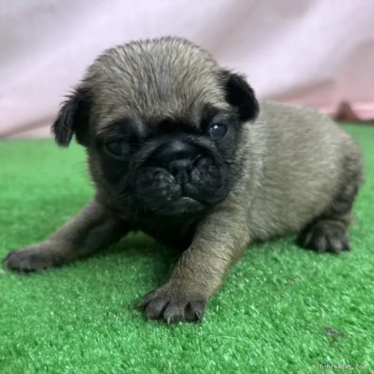 ID:2212-04705の子犬