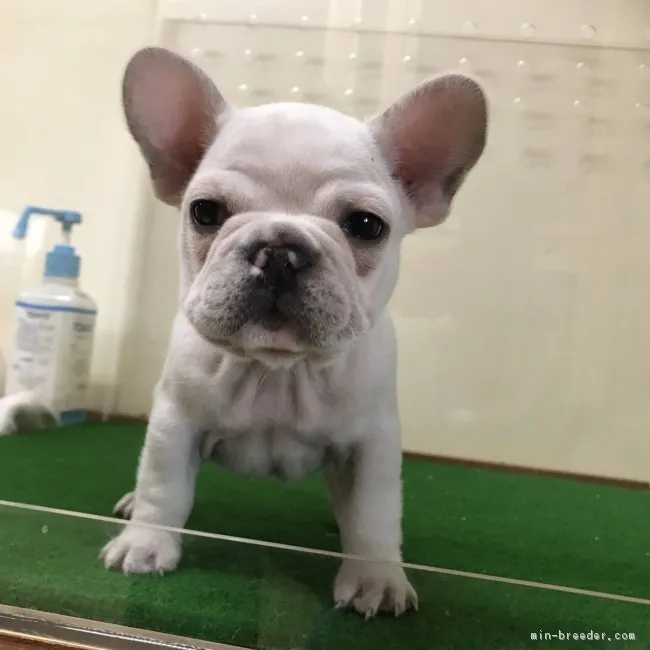 ゆう 様のお迎えした子犬