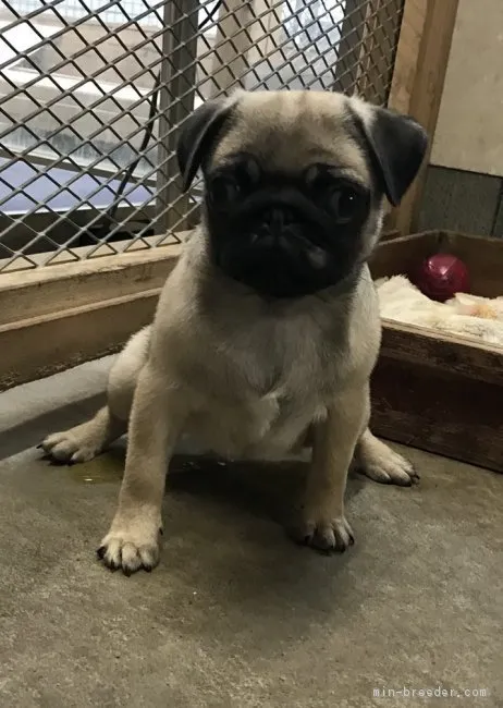 ID:1803-01713の子犬