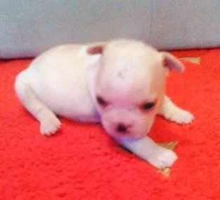 ID：1511-00651の子犬