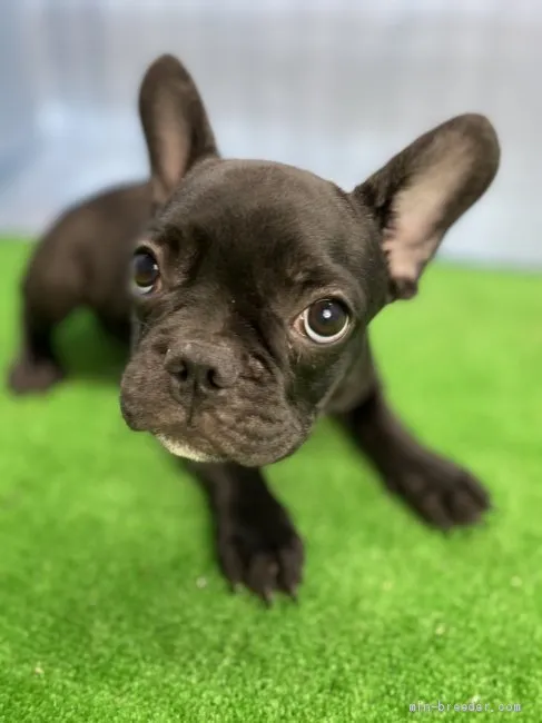 もずく 様のお迎えした子犬