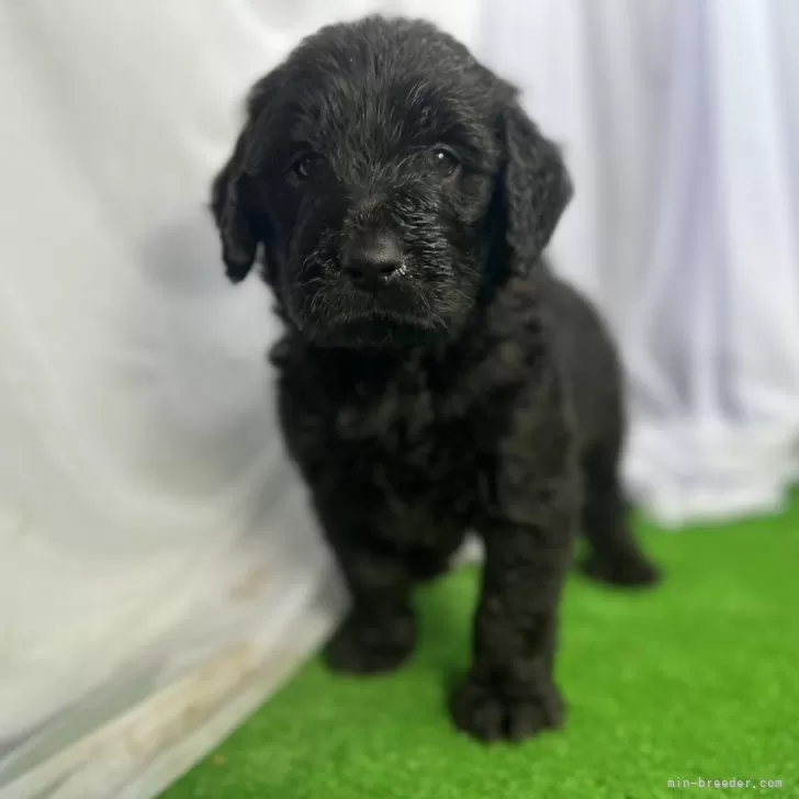 ID：2403-06236の子犬