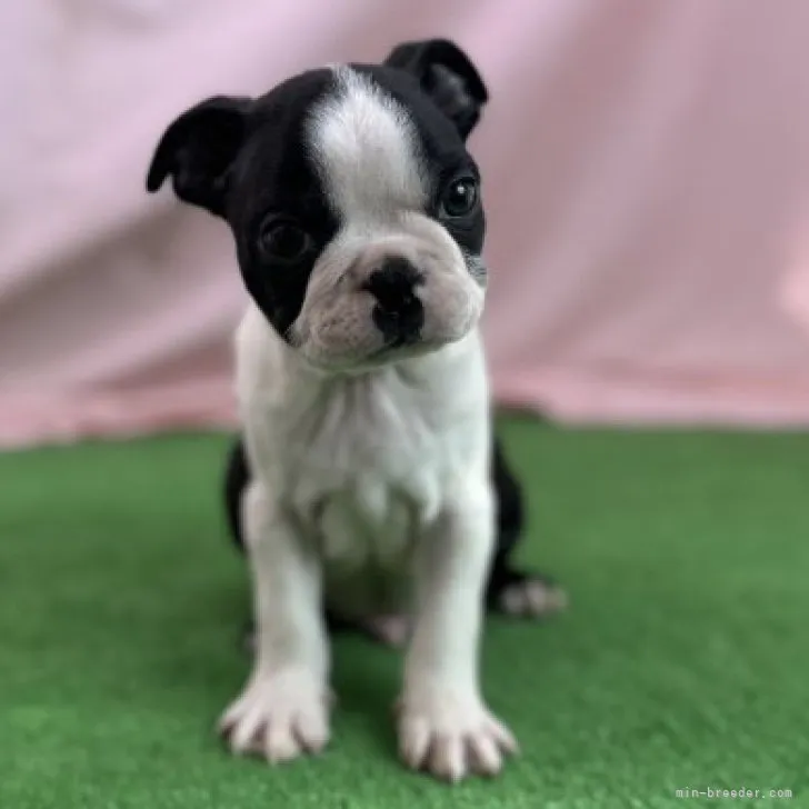 ID：2302-04751の子犬