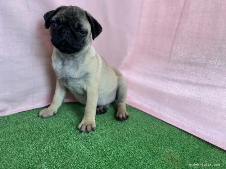 ろくちゃん 様のお迎えした子犬