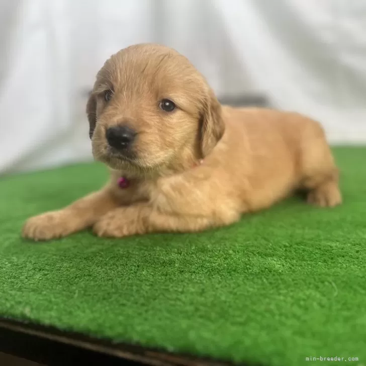 ID:2405-03970の子犬