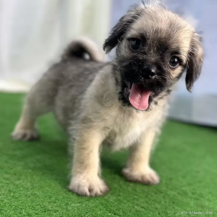 ID：2407-02423の子犬