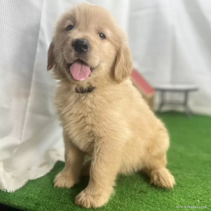 ID:2406-04733の子犬