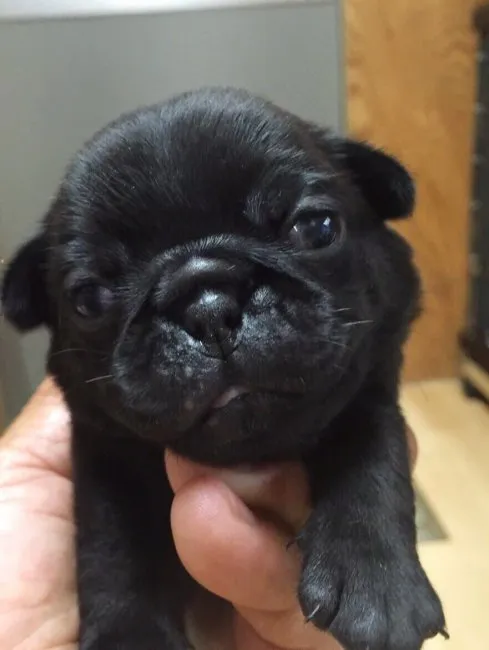 ID:1606-01462の子犬