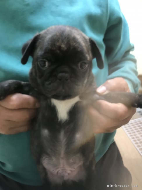 パグ ボストンテリア 茨城県 男の子 16年12月31日 ブラック 元気なミックス犬の男の子 みんなのブリーダー 子犬id 1701 パグ ボストンテリア 茨城県 男の子 16年12月31日 ブラック 元気なミックス犬の男の子 みんなのブリーダー 子犬id 1701