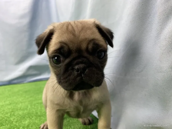 ブロンディー 様のお迎えした子犬