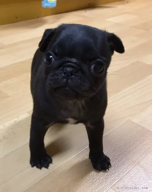 スパイダーマン 様のお迎えした子犬