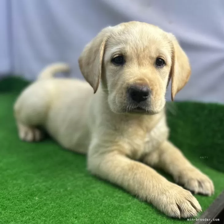 Y.K 様のお迎えした子犬